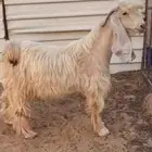 تيس اصفر عارضي