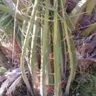 نخل_عربي_فاخر