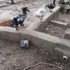 بط ثلاثة ذكور ووحده ناثيه