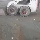 بوب كات و دينا للإيجار
