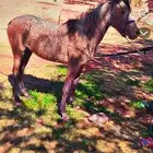 مهره وارق العمر ثلاث سنوات ماهي معسوفه