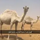عشراء معها قعود