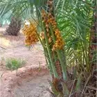يوجد الدنيا جميع انواع النخيل المثمرة وزينه اتواصل جوال