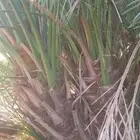 برني للبيع احجام كبيره الكميه محدوده وصقعي نفس الي بصورة