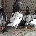 طبات تيدي صافيه