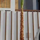 توريد النخيل بكافة انواعها