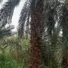 نخل للبيع