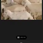 بسم الله ماشاء الله 4 ضان تحتهم 6 بهم دبايح