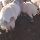 جزاز غنم