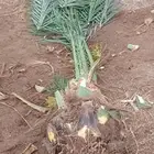 نخل مثمر للبيع