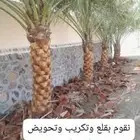 يوجد لدينا نخل للبيع