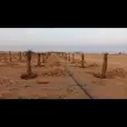 فسايل مثمره بجميع انواعها