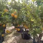 ليمون للبيع النوع ايظالي العمر خمس سنوات الارتفاع من فوق متر