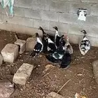 بط العدد 8