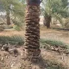 نخل البيع الرياض المزحميه