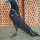 طبات تيدي سخي