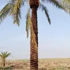 شبك شبوك نخل نخيل