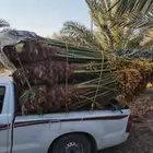 نخيل للبيع