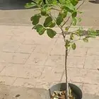 شتلات سدر باكستاني
