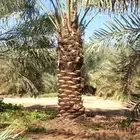 لبيع جميع انواع انخيل