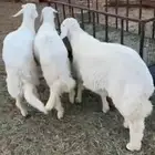 الحلال أعياد