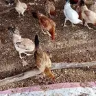دجاج للبيع