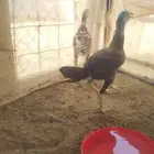 طقم سندي