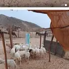 رخال رفيدي جذعاة