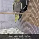 جوز كروان (كوكتيل) صحه ونضافه