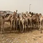 قعدان للبيع مغلقة موقع نجران