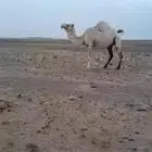ناقه وضحا حليب وهداوه وبطنها طيب لقحه لها 8 شهور