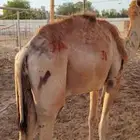 حشوان صومالي بمزرعة مكه