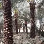 نخل من 4 الى 5 متر