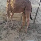 Young camel for sale