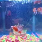 حوض سمك نظيف