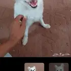 كلب تشيواو