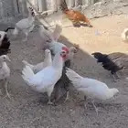 دجاج فيومي منوع بلدي