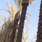 نخل وادي الدواسر عربي طول سته متر وسبعه
