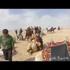 اجار دبابات خيول سياسي حنطور جمال كل المناطق