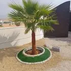 نخيل للبيع واسعار طيبه