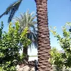 عمال انخل