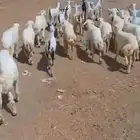عنقان رخال خرفان 800ريال