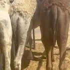 قعدان بلديات ومستورد اتواصل