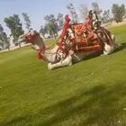 اجار جمال وخيول وسياسي