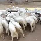 فران تربيه العدد 42