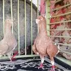 أزواج حمام شامي مستوا