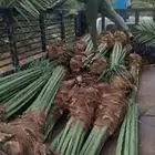 يوجد لدينا نخل واشنطني عربي فروخ نقايل جميع الأحجام