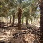 نقوم بشغال في جميع المجالات نخل العربي تكريب شوك لقاح تاعديل