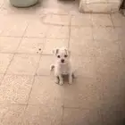كلب شوفوا ملاطي العمر تقريبا سنتين اللون ابيض الصحه سليم