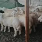 طليان أرباع يصلحن للي عنده عرس